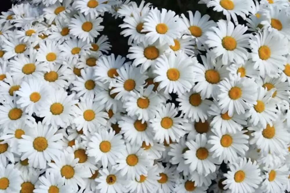 STRUČNJACI SAVETUJU DA SAMO OVIM ZALIVATE BILJKE: Cvetaće kao LUDE tokom cele godine