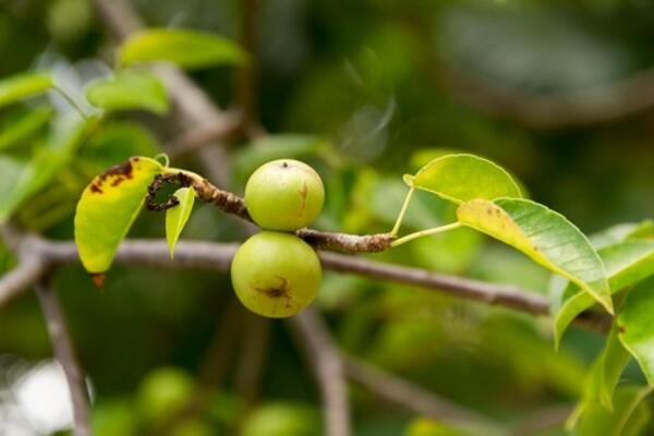 OVO NA SLICI IZGLEDA KAO JABUKA, A ISPUŠTA OTROV: Na drvetu stoji TABLA UPOZORENJA, naježićete se (FOTO)