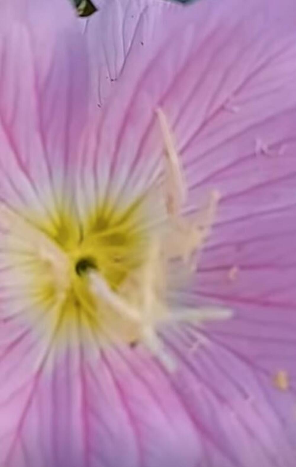 Cveće, Noćurak, Biljke