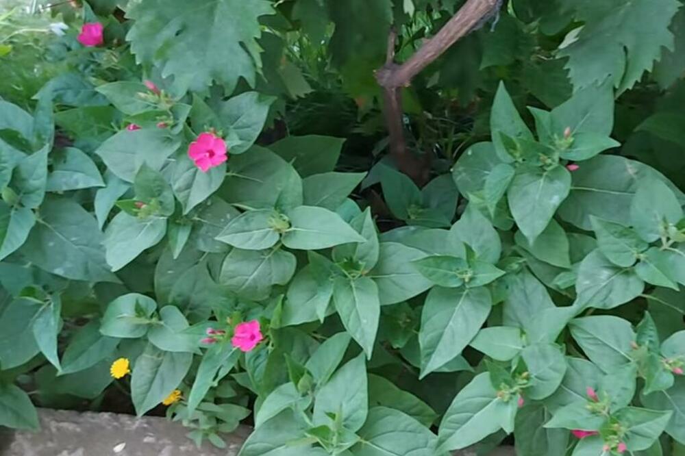 EVO KAKO DA VAM SUNCE NE SPRŽI CVEĆE: Ovu CAKU malo ko zna, a veoma je EFIKASNA