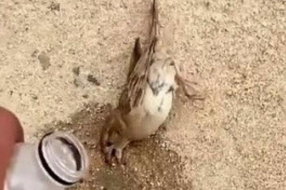 PTIČICA JE BILA NA IZMAKU SNAGE, A ONDA JE PRIŠAO ČOVEK I URADIO OVO: Snimak je OBIŠAO SVET i sve RAZNEŽIO (VIDEO)