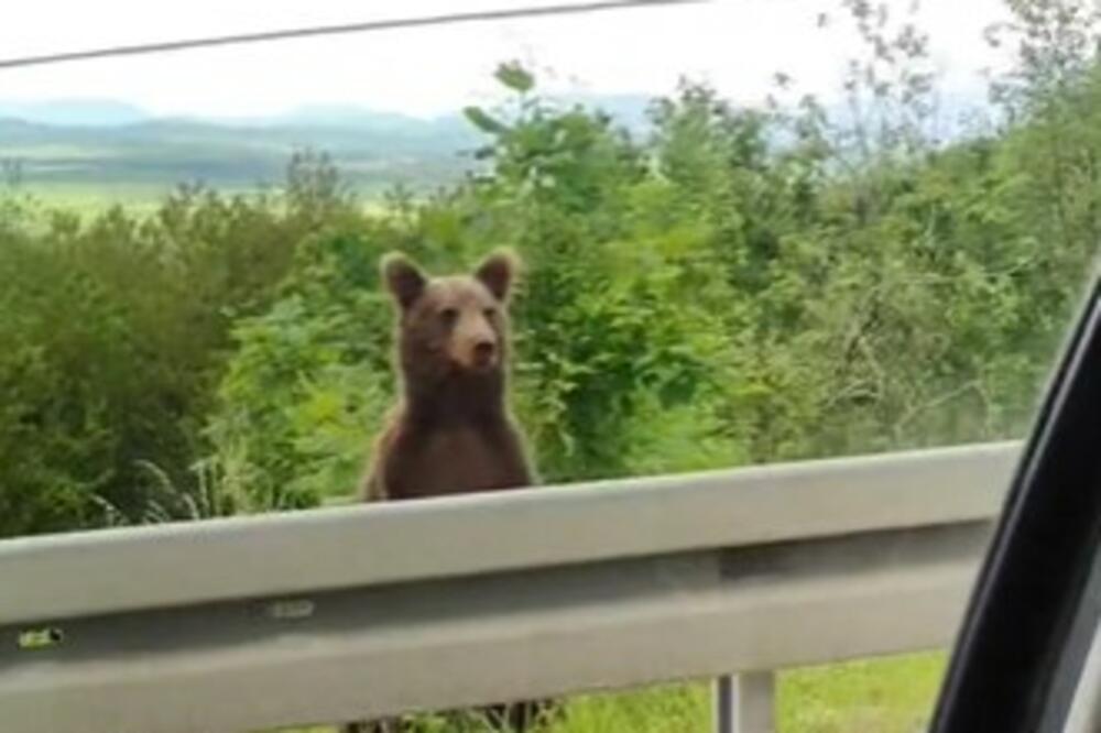 "ĐE SI, MEDO": Hrvat ugledao MEDVEDA na Plitvičkim jezerima, ono što je usledilo SIGURNO NISTE OČEKIVALI (VIDEO)