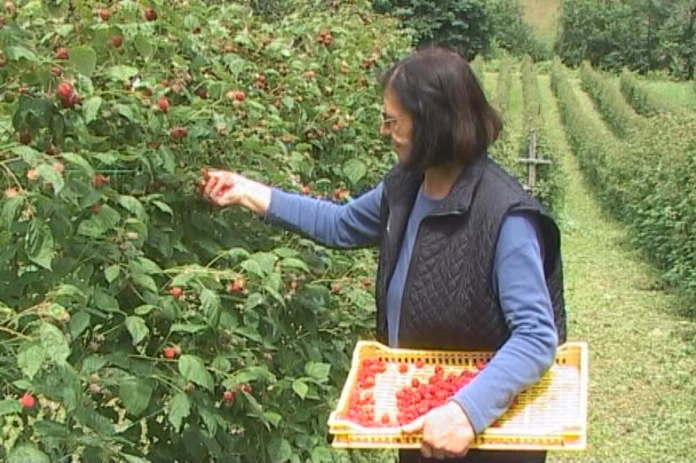 OGLAS ZA BERAČE MALINA, GODINAMA KASNIJE VRATIO SE U SRBIJU: Dok ne shvate o čemu je reč, ljudi se zaista prekrste