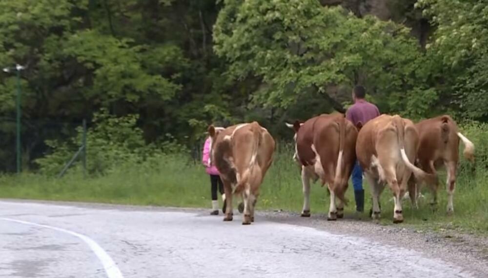 Tijana vodi krave na ispašu