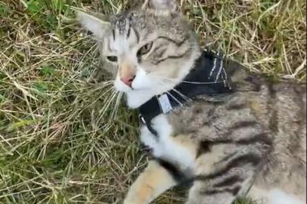 MAČAK SE IZGUBIO USRED NEPOZNATE ZEMLJE, A VLASNIK USPEO DA GA PRONAĐE: Evo i kako, ljudi ZAČUĐENO GLEDAJU (VIDEO)