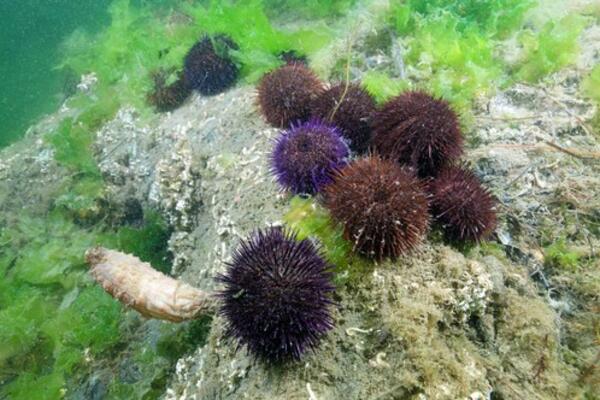 BODLJE OD JEŽA MOŽETE DA IZVADITE I SAMI: Vrlo je BEZBOLNO, a potrebno vam je samo PAR JEFTINIH STVARI