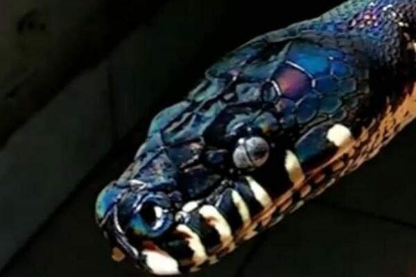 UZEO JE ZMIJU U RUKU I SVE ŠTO SE DESILO, SNIMIO KAMEROM: Ljudi zaneme kada pogledaju šta je usledilo (VIDEO)