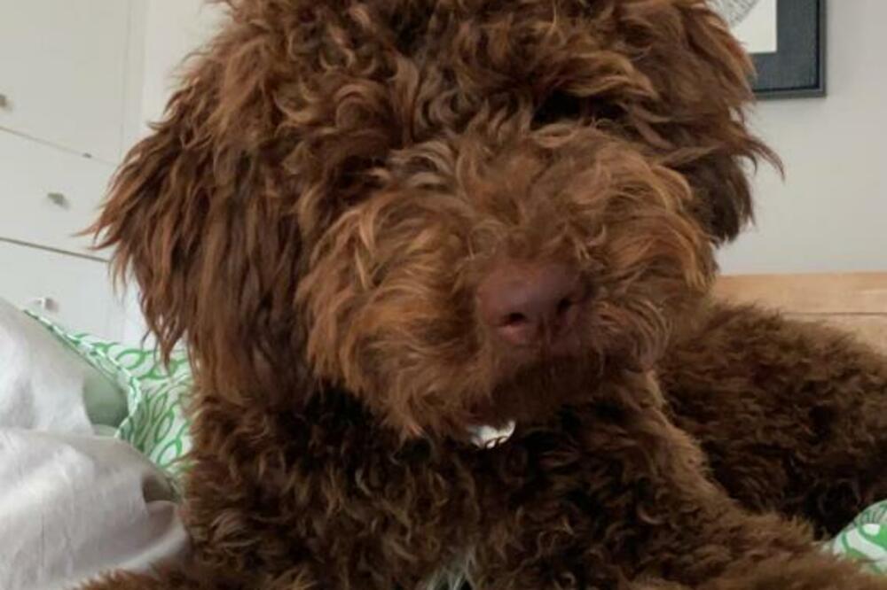 ODVELA JE PSA NA ŠIŠANJE I UBRZO SHVATILA DA SE ČUDNO PONAŠA: Nije ni SLUTILA šta će se desiti U NASTAVKU (FOTO)