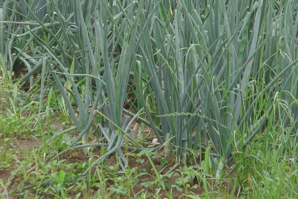 AKO OVAKO POSEJETE CRNI LUK U SEPTEMBRU BRZO ĆE VAM IZRASTI: Baštovani otkrili TRIK sa kojim NEMA GREŠKE