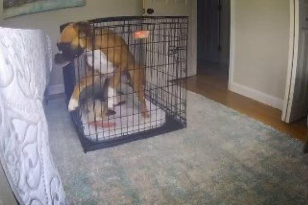 OSTAVILI PSA SAMOG KOD KUĆE, PA POGLEDALI SNIMAK: Kad su videli ŠTA je URADIO - ostali su u ŠOKU! (VIDEO)