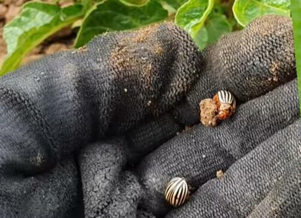 Zlatica, Krompirova zlatica