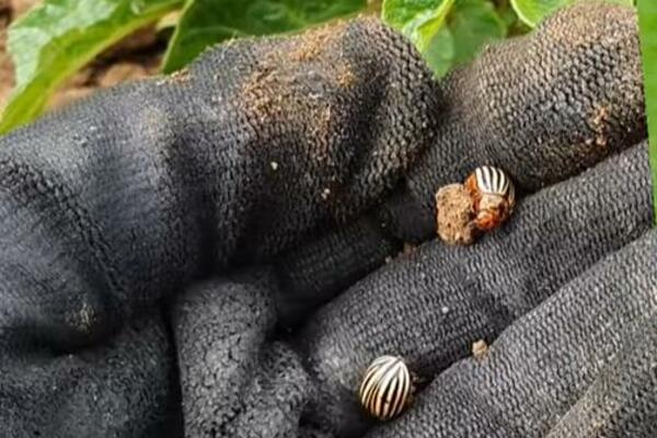 BAŠTOVANI OTKRILI KAKO DA SE REŠITE KROMPIROVE ZLATICE: Ne napada samo krompir nego i OVE BILJKE, UNIŠTAVA BAŠTU