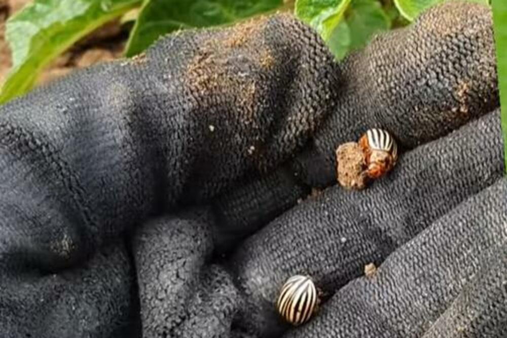 BAŠTOVANI OTKRILI KAKO DA SE REŠITE KROMPIROVE ZLATICE: Ne napada samo krompir nego i OVE BILJKE, UNIŠTAVA BAŠTU