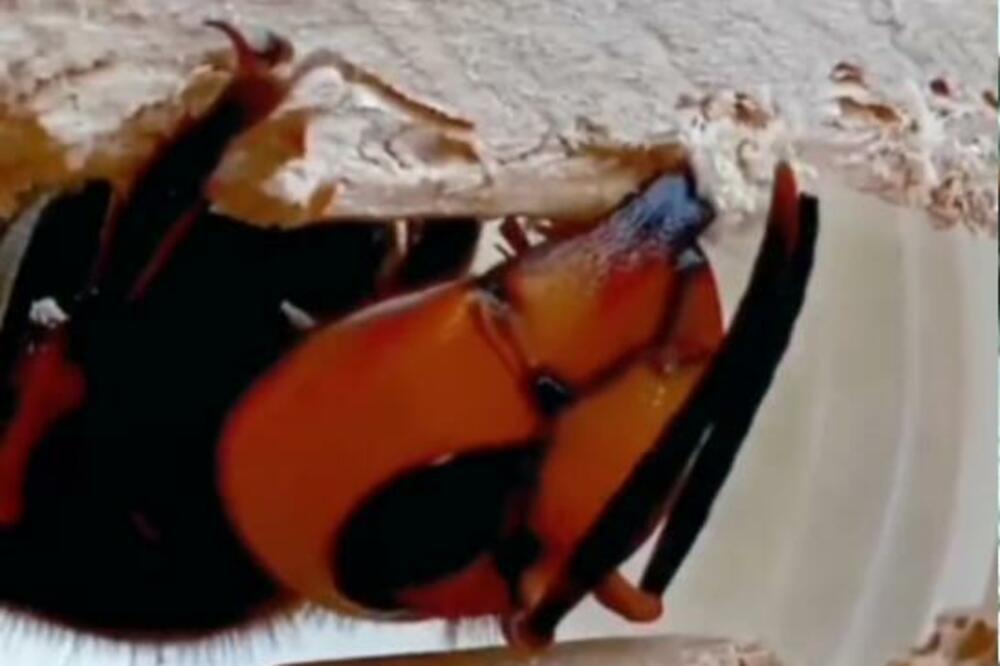 Stršljenovi od ovoga beže kao đavo od krsta: Plaše se samo ove jedne stvari, to je za njih kraj