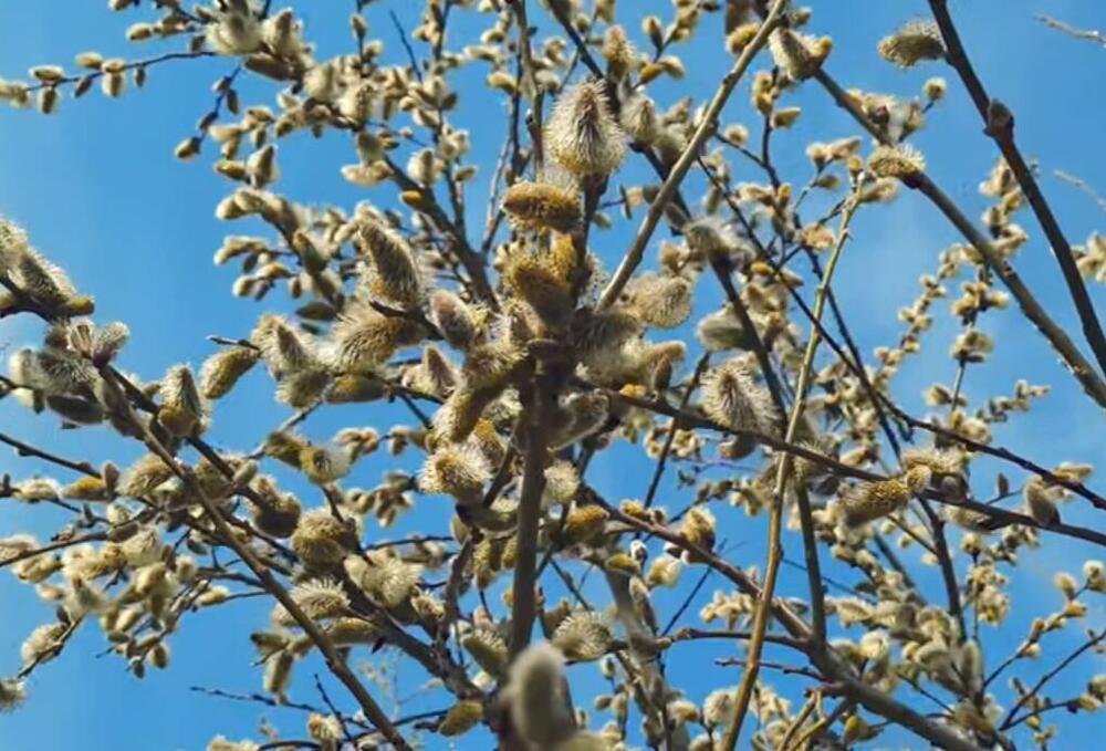 Šarenolisna vrba, Drvo