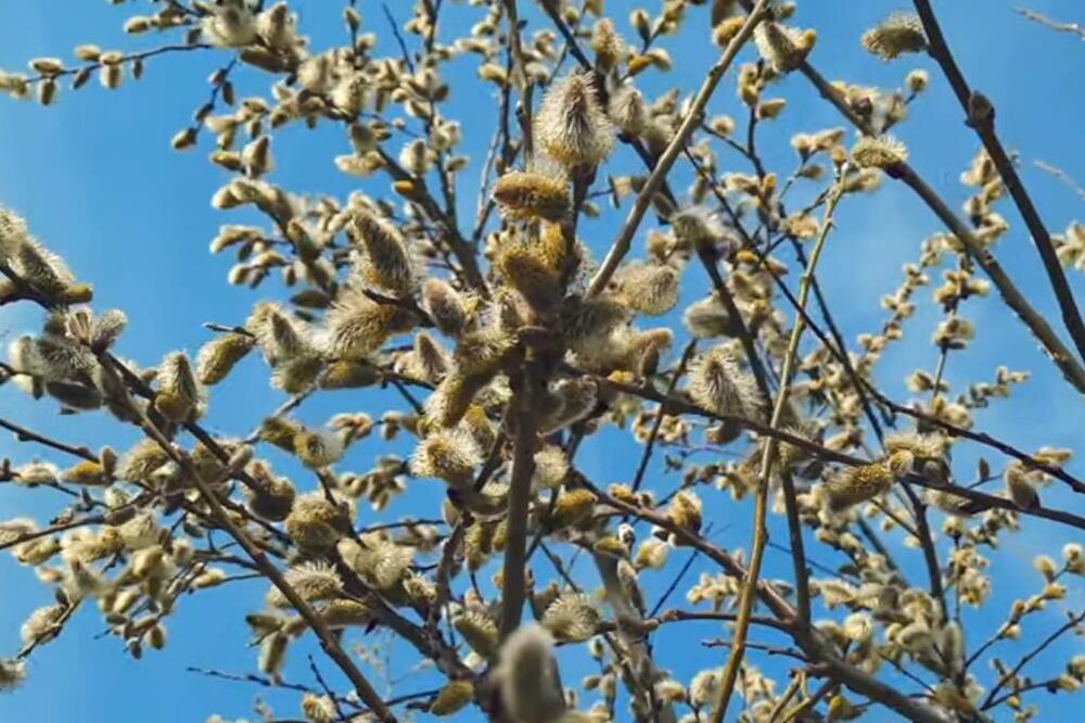 OVO DRVO SVI SRBI ŽELE U SVOM DVOIŠTU: Odmah nabavite SADNICU dok je još ima, em je LEPO em LAKO za održavanje