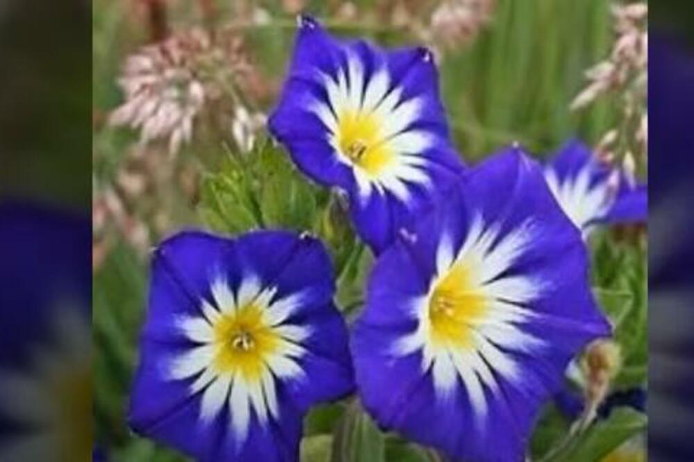 OVA BILJKA SVAKOG JUTRA OTVARA CVETOVE U DRUGIM BOJAMA: Izuzetno je LEKOVITA, nema Srbina koji nije OPČINJEN NJOM