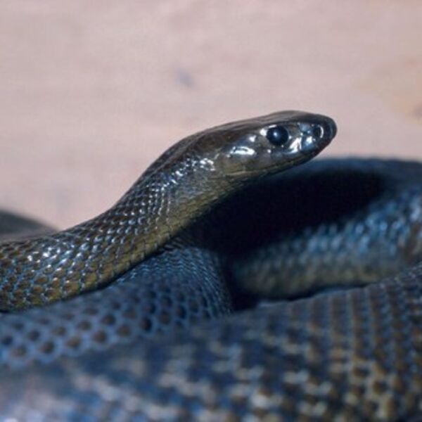 POJAVILA SE OVAKVA ZMIJA Opasne otrovnice love u potpunom mraku, strah i trepet za ljude!