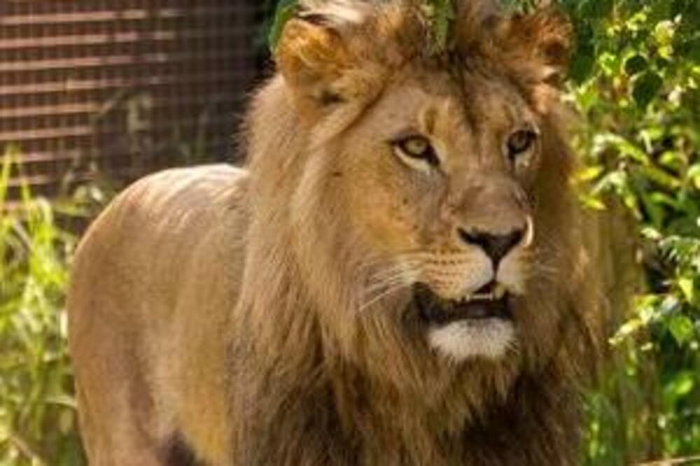 Uginuo legendarni lav Žika: Bolest je bila jača