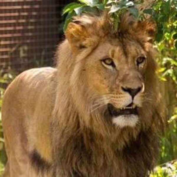 Uginuo legendarni lav Žika: Bolest je bila jača