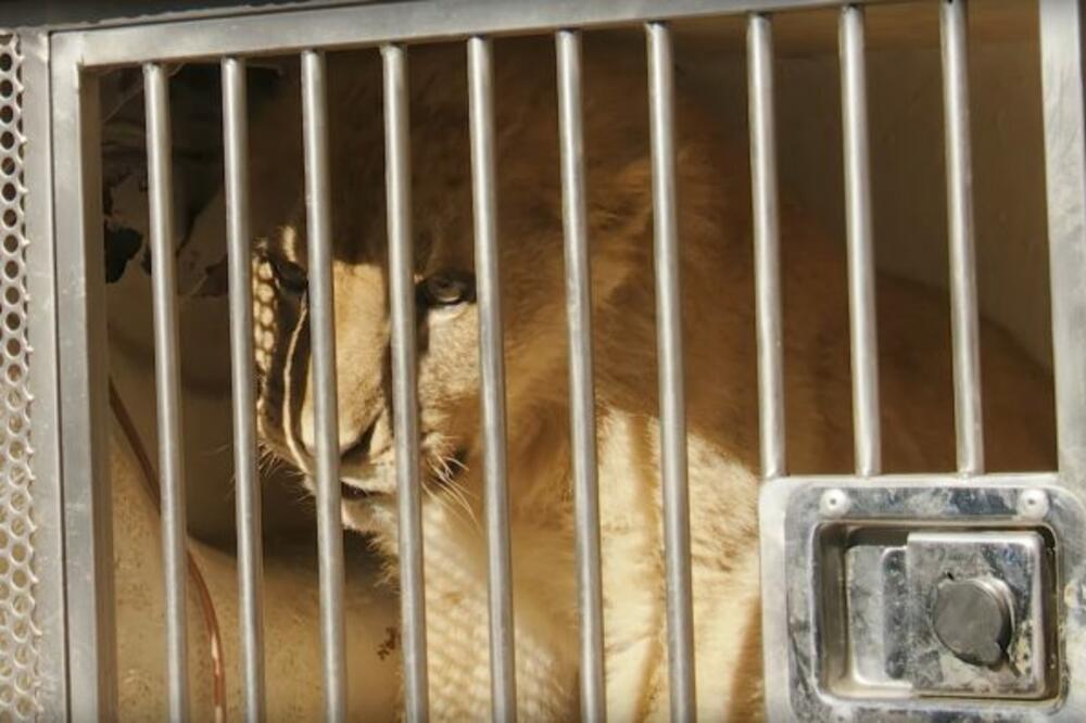 SVI SE SEĆAJU LAVIĆA IZ BUDVE, A EVO KAKO ON SADA IZGLEDA: Kada vidite koliko se PROMENIO, RASTOPIĆE VAM SE SRCE