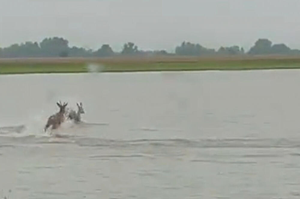 BEŽE OD POPLAVA ILI SKAKUĆU OD SREĆE? Nesvakidašnja scena snimljena u Vojvodini, ŠTA TO RADE OVE SRNE? (VIDEO)