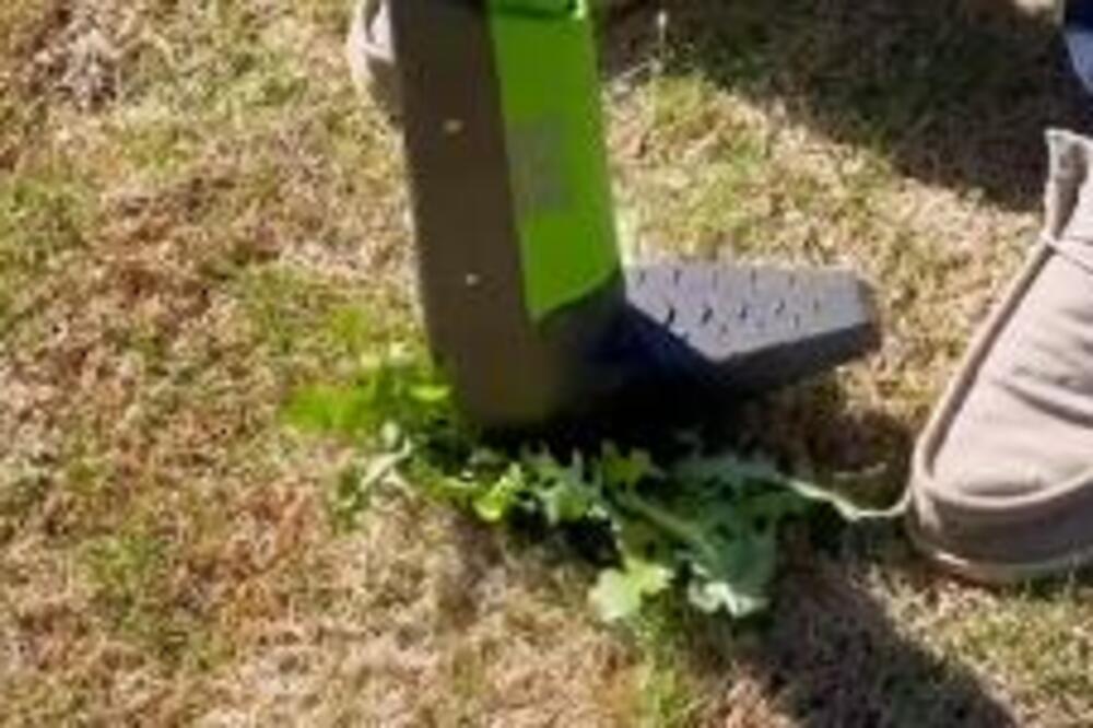 OVU BILJKU MNOGI SRBI SMATRAJU KOROVOM, A PRAVO JE BLAGO: Iznenadićete se za šta je sve KORISNA