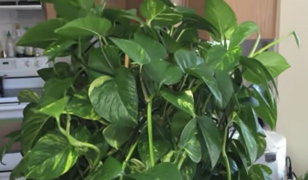 Cveće, Biljke, Zlatna puzavica