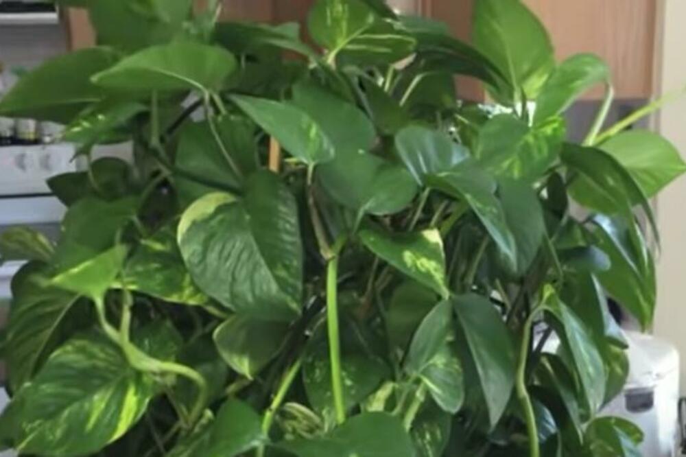 OVAJ ZAČIN LEČI SVE BILJKE: Ako vaše CVEĆE ima rane ili INFEKCIJE ovo je SPAS koji