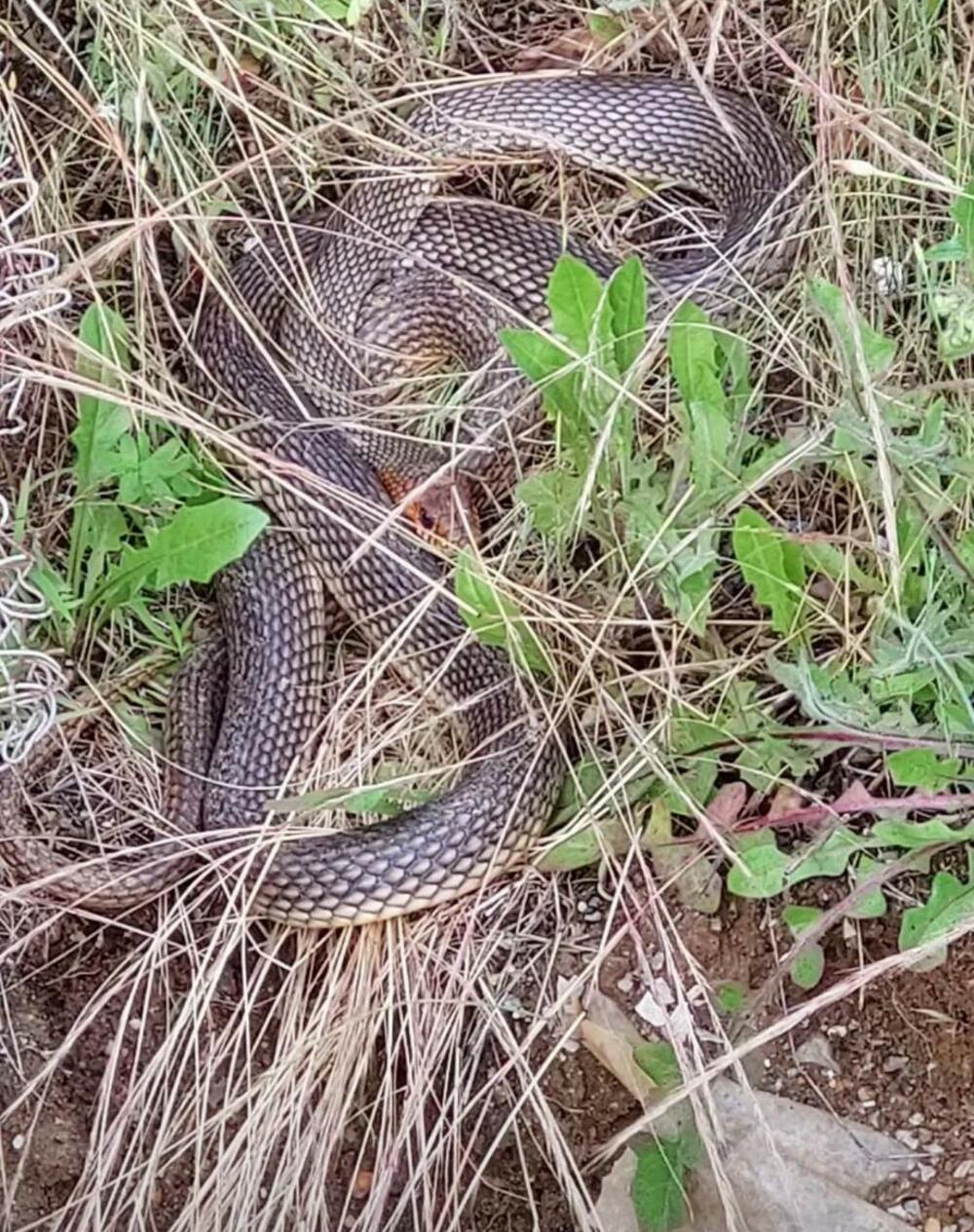 Zmija u okolini Avale