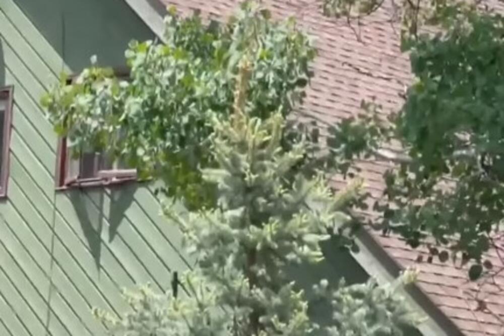 SNIMAK KOJI ĆE VAS DOSLOVNO ŠOKIRATI: Ogromna ZVERINA mu UPALA u kuću, kad vidite KAKO neće vam BITI DOBRO (VIDEO)