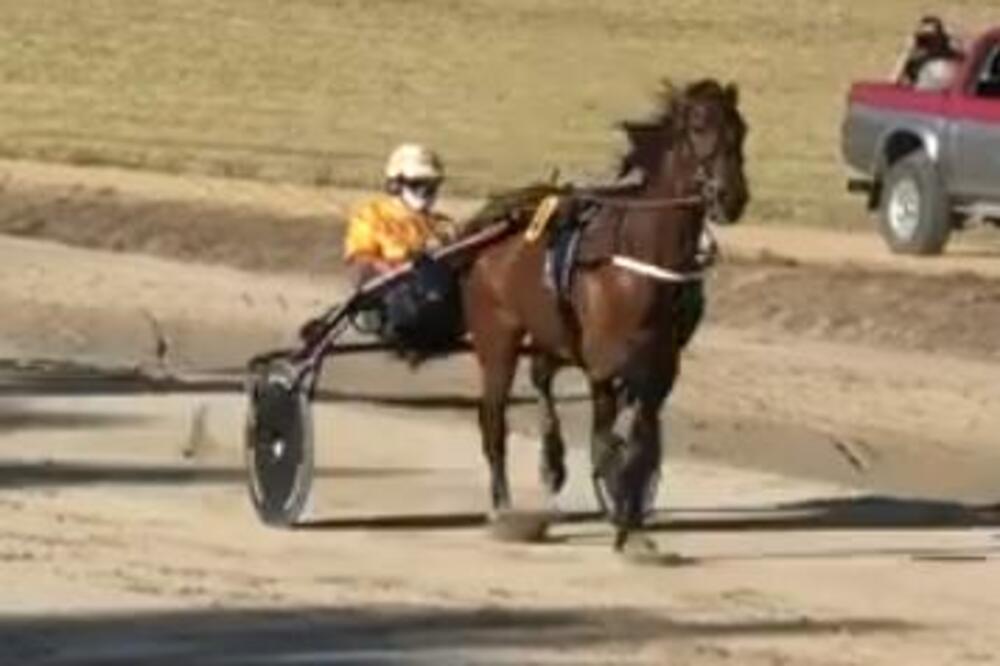 OVO JE JOKIĆEV KONJ NA HIPODROMU U SOMBORU: 'Brenno Laumar' se takmiči u trci dana, evo kada počinje! (VIDEO)