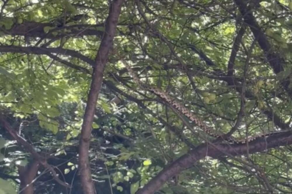 OTKRIVENO KOJA VRSTA ZMIJE SE NAŠLA NA VRAČARU: Evo da li je OPASNA i šta da radite kad VIDITE OVE GMIZAVCE (VIDEO)