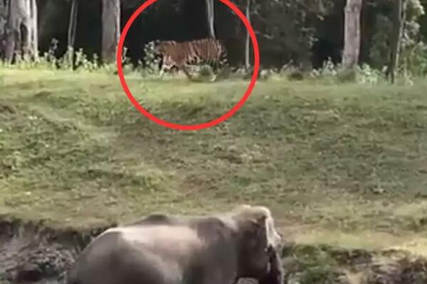 TIGAR JE HTEO DA NAPDANE SLONA, A ONDA JE POČEO PRAVI HAOS: Sve je snimljeno kamerom, pogledajte ovo (VIDEO)