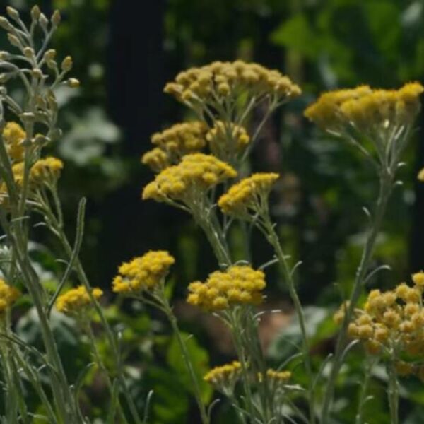 Za ovu biljku kažu da čuva jetru i srce! Pomaže kod bolesti, a narod je obožava