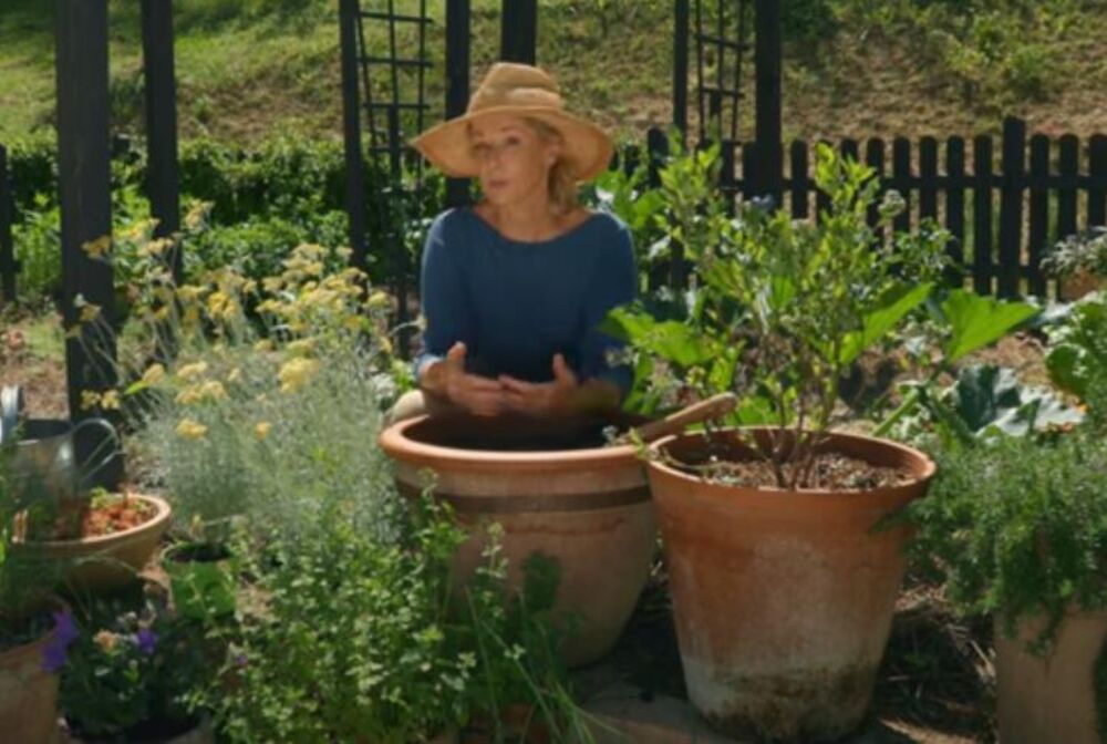 Smilje, Biljke, Cveće, Bašta, Baštovanstvo