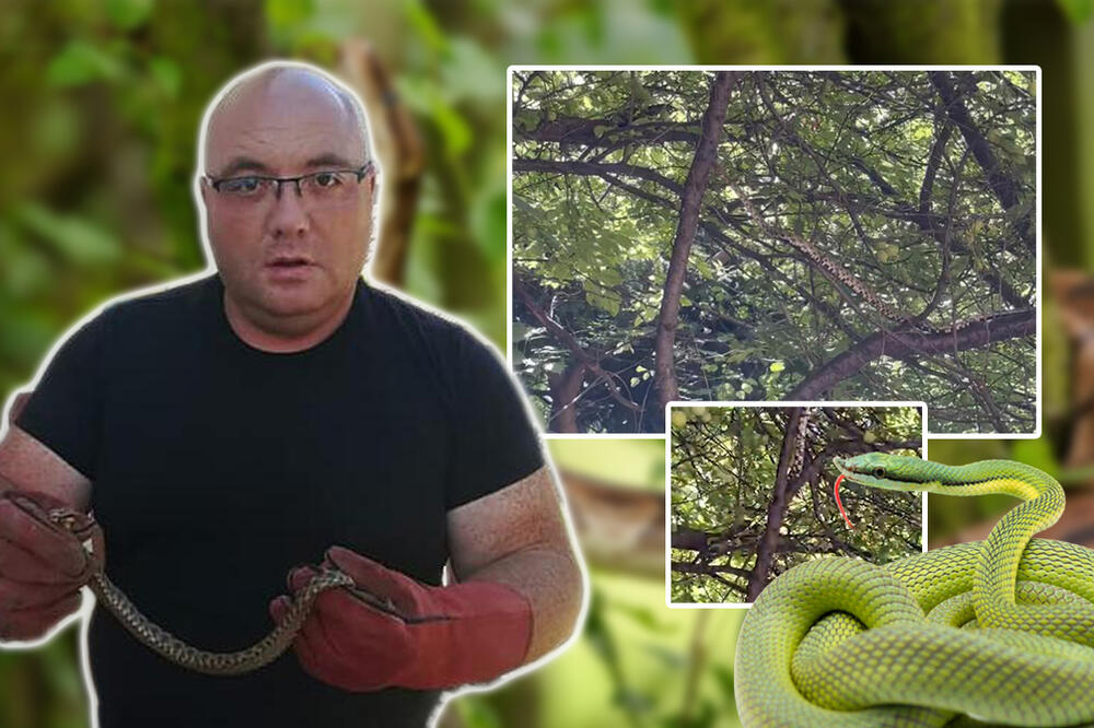 NAJEZDA ZMIJA U BEOGRADU: Ljudi u panici zovu nadležne službe, evo šta kaže ISKUSNI ZMIJOLOVAC VLADICA!