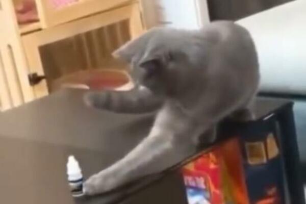 OVA MAČKA JE NAUČILA LEKCIJU ŽIVOTA: Umalo da napravi DAR MAR, o reakciji VLASNIKA BRUJE SVI (VIDEO)