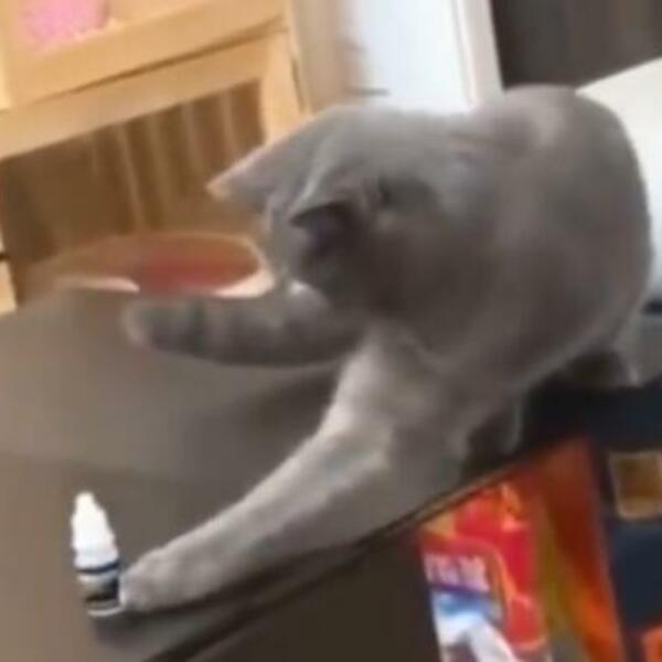 OVA MAČKA JE NAUČILA LEKCIJU ŽIVOTA: Umalo da napravi DAR MAR, o reakciji VLASNIKA BRUJE SVI (VIDEO)