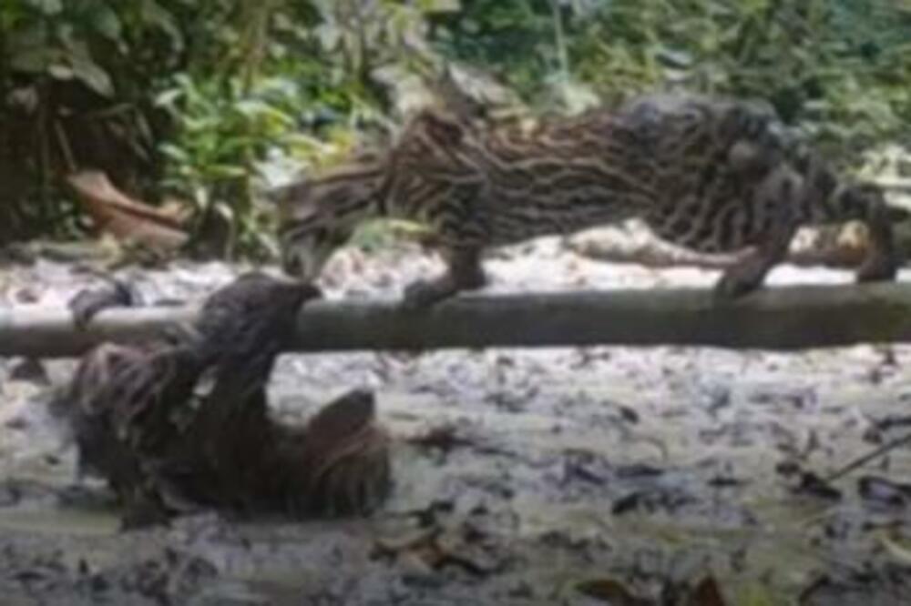 LENJIVAC SE SUPROSTAVIO DIVLJOJ MAČKI, A ONDA JE KRENUO HAOS: Ovakva BORBA se retko viđa, AU BATO (VIDEO)