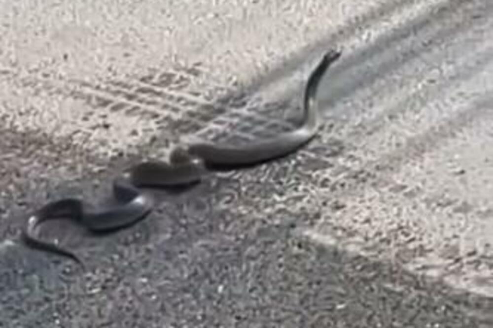 ZMIJE IZMILILE NAKON POPLAVA U NOVOM PAZARU: Biološnjika objasnila da li ima RAZLOGA za STRAH! (VIDEO)