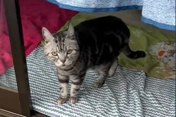 DOVELI NOVE ŽIVOTINJE U DVORIŠTE, A ZAPOSTAVILI MAČKU: Zbog toga što su joj URADILI, svi se VRIŠTE OD SMEHA (VIDEO)