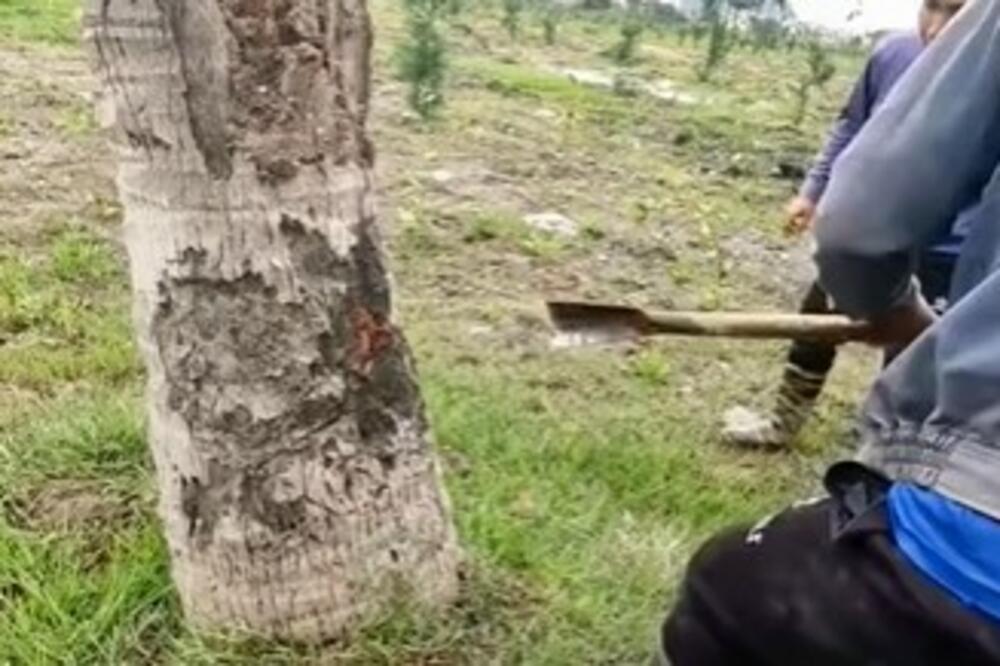 ČULI SU ZVUK IZ DRVETA I ODMAH REŠILI DA GA PRESEKU: Ono što je IZAŠLO bilo je toliko JEZIVO... (VIDEO)