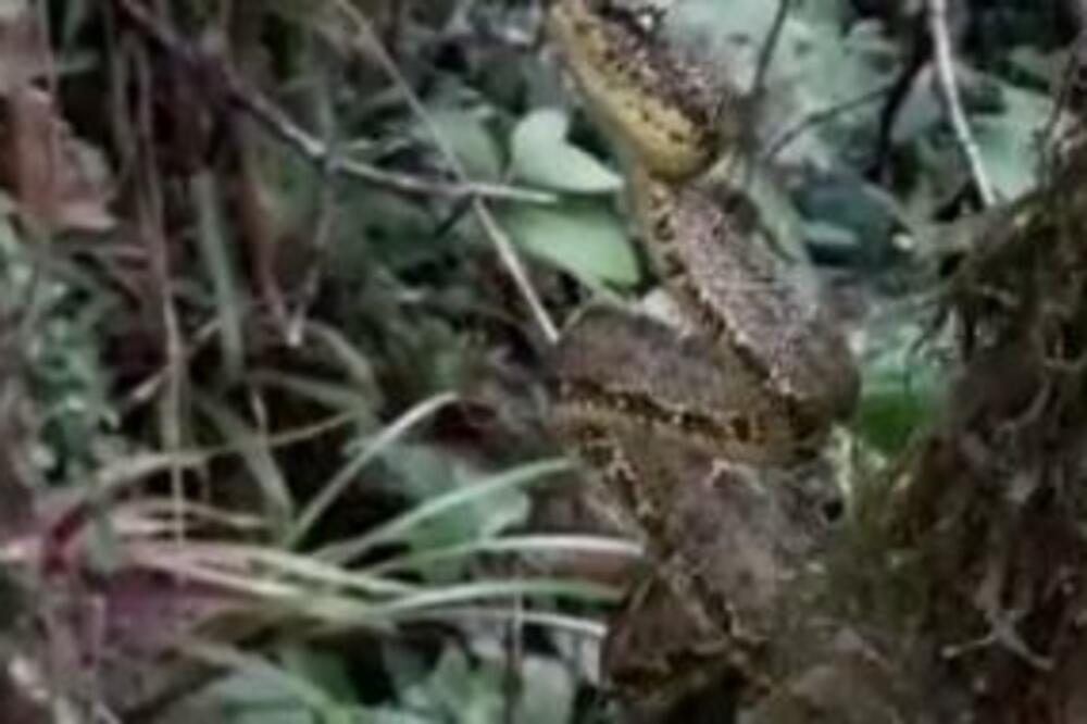 ŠETAO JE ŠUMOM, A ONDA JE NA DRVETU PRIMETIO JEZIVO STVORENJE: Zastao je u MOMENTU kada joj je video GLAVU (VIDEO)