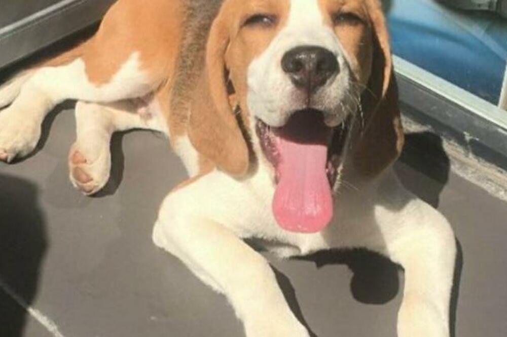 CENE PANSIONA ZA PSE OTIŠLE U NEBESA: U Srbiji PAPRENO naplaćuju ovu uslugu, ali UGOĐAJ za ljubimca je FENOMENALAN