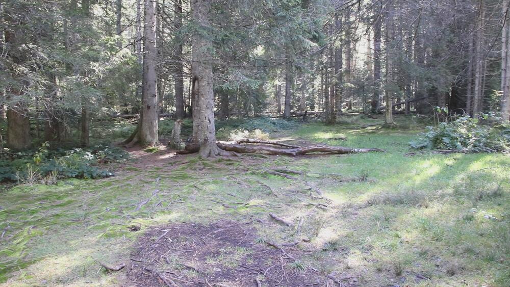 Prodaje se plac površine 52 ara na Tari kod jezera Perućac! Blizu turistitčkog mesta, a malo skriven, raj na zemlji
