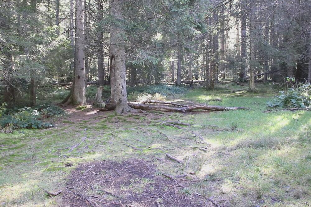 Primećene divlje zveri u ovom delu Srbije! Slobodno hodaju po naseljenim mestima, opasne su po život, upućen APEL!