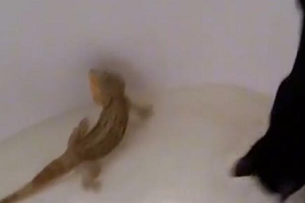 AKO STE MISLILI DA ĆE MAČKA DA VAM LOVI GUŠTERE PO DVORIŠTU - GREŠITE: Evo šta je ova URADILA sa jednim (VIDEO)