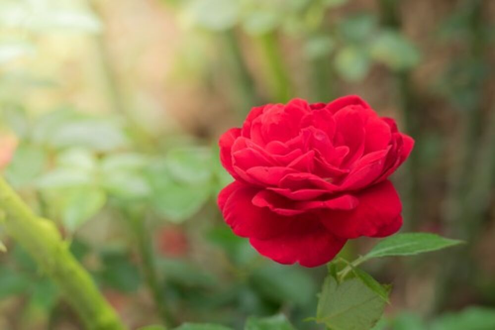 Redovno orezivanje ruža doprinosi zdravom rastu i oblikovanju