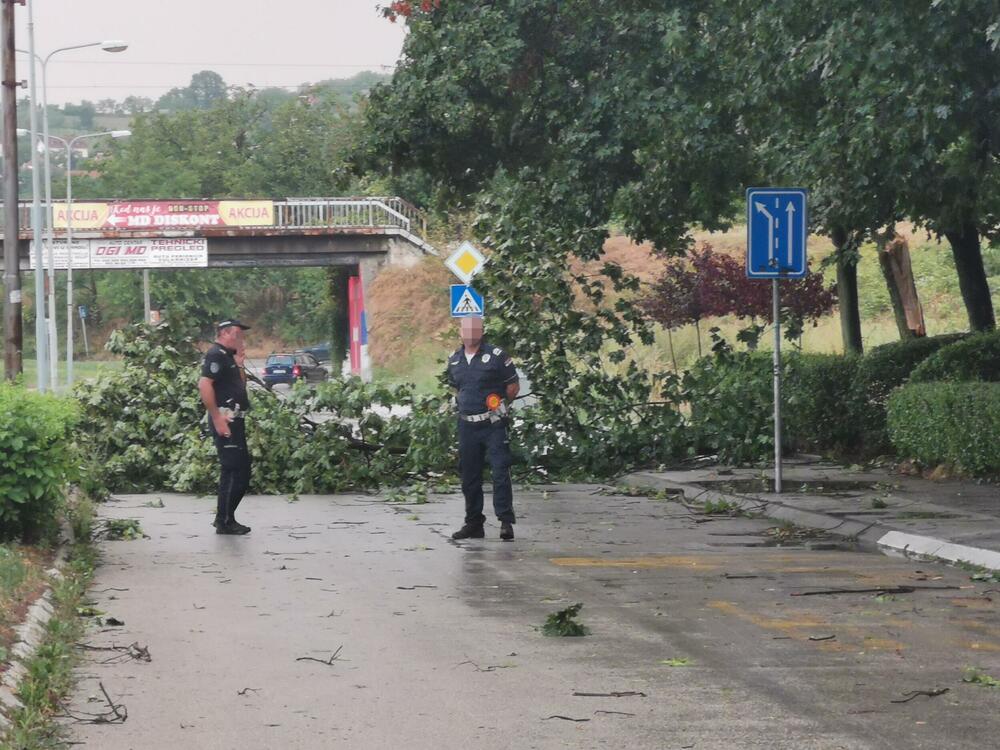 Palo drvo u Novom Pazaru